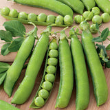 Wando Garden Pea (Pisum sativum)