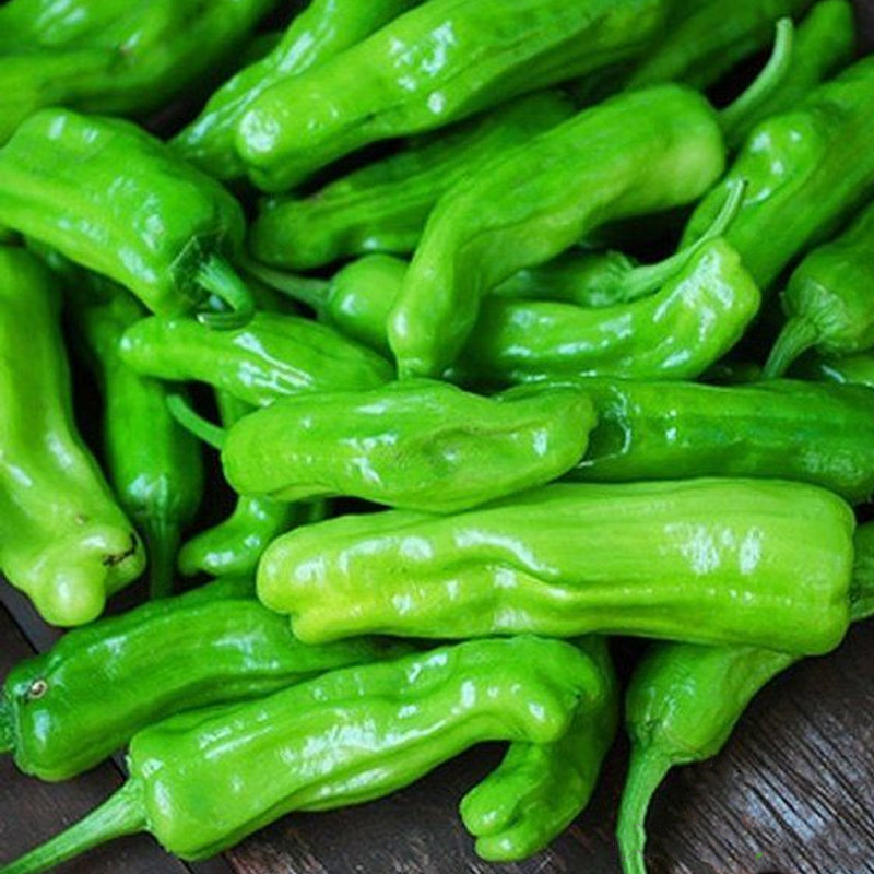 Pepperoncini, Greek Golden Pepper, SWEET (Capsicum annuum)