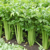 Tall Utah 52-70 Celery  (Apium graveolens)
