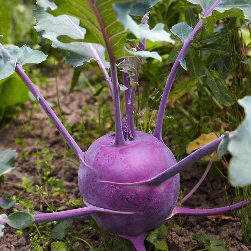 Purple Vienna Kohlrabi (Brassica oleracea)