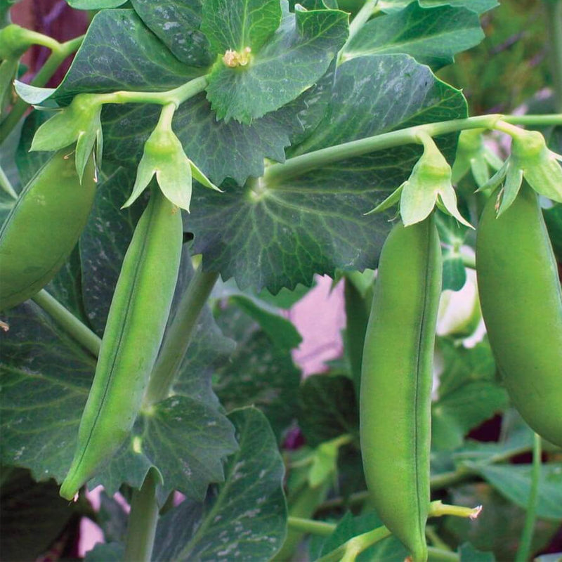 Little Marvel Garden Pea (Pisum sativum)