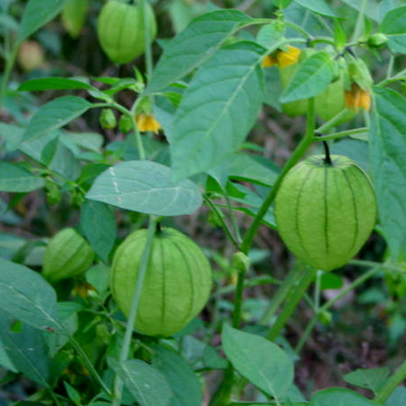 Ground Cherry Tomatillo, Sweet Yellow (Physalis ixocarpa)