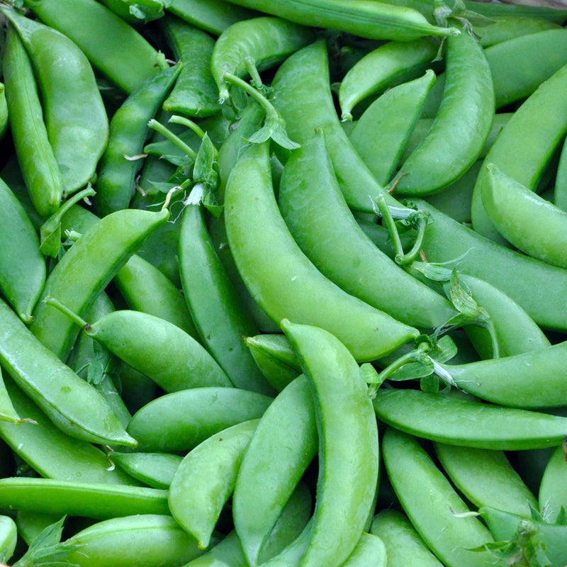 Sugar Snap Pea, Edible Pod Snap Pea (Pisum sativum)