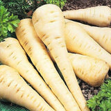 All American Parsnip (Pastinaca sativa)