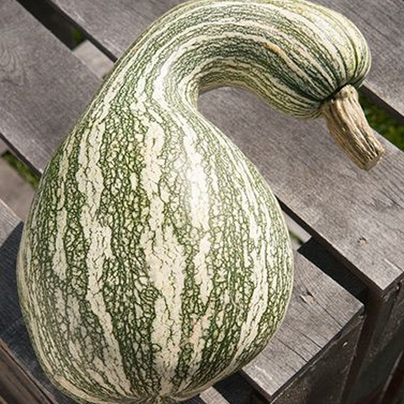 Cushaw Green Striped Pumpkin (Cucurbita maxima)