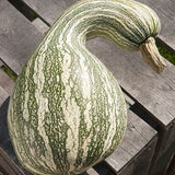 Cushaw Green Striped Pumpkin (Cucurbita maxima)