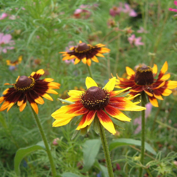 cottage garden mix seeds Cottage Garden Mix 1 lb