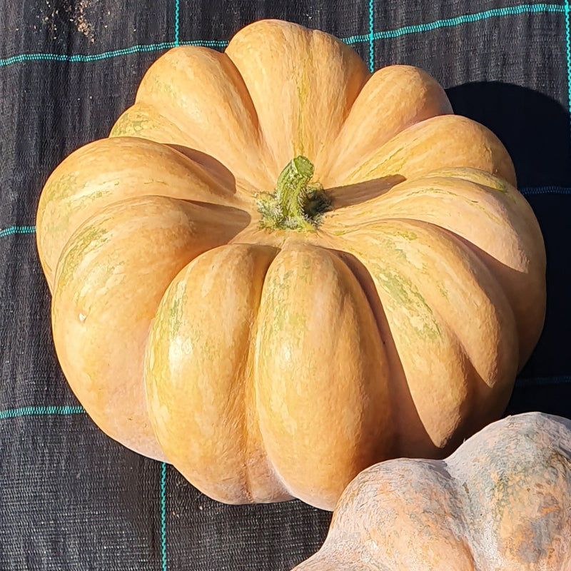 Fairytale (Musque de Provence) Pumpkin (Cucurbita maxima)