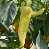 Hungarian Sweet Wax Pepper, SWEET (Capsicum annuum)