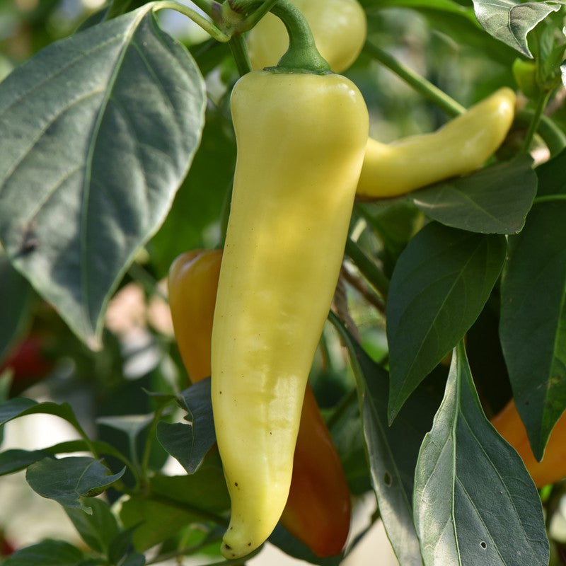 Hungarian Yellow Hot Wax Pepper, HOT (Capsicum annuum)