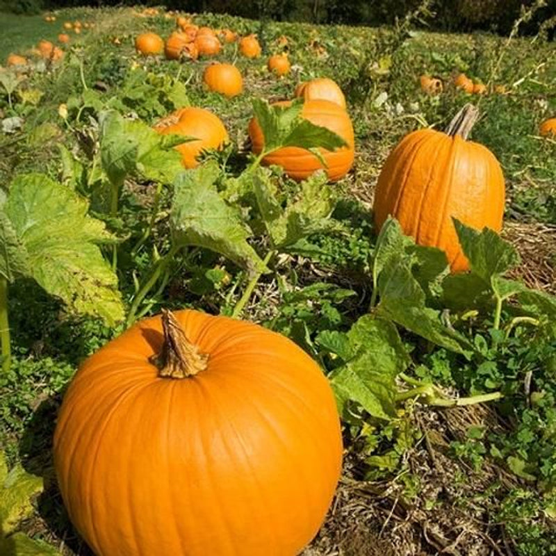 Howden's Field Pumpkin (Cucurbita maxima)