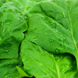 Nobel Giant Spinach (Spinacia oleracea)