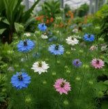 Nigella damascena 'Miss Jekyll' (Love-in-a-Mist)