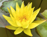 Nelumbo lutea (American lotus, Yellow sacred lotus, Yellow lotus)