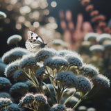 EUPATORIUM perfoliatum (Boneset)