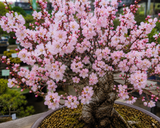 Prunus tenella (Dwarf Russian Almond, Russian Almond)