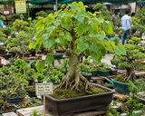 Ficus religiosa (Bodhi Tree, Peepal Tree, Pipal, Sacred Fig)
