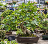 Ficus carica (Common Fig, Edible Fig)