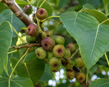 Ficus religiosa (Bodhi Tree, Peepal Tree, Pipal, Sacred Fig)
