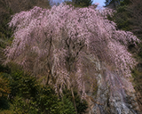 Prunus subhirtella Pendula (Rosebud Cherry, Spring Cherry, Weeping Higan Cherry, Winter Flowering Cherry)