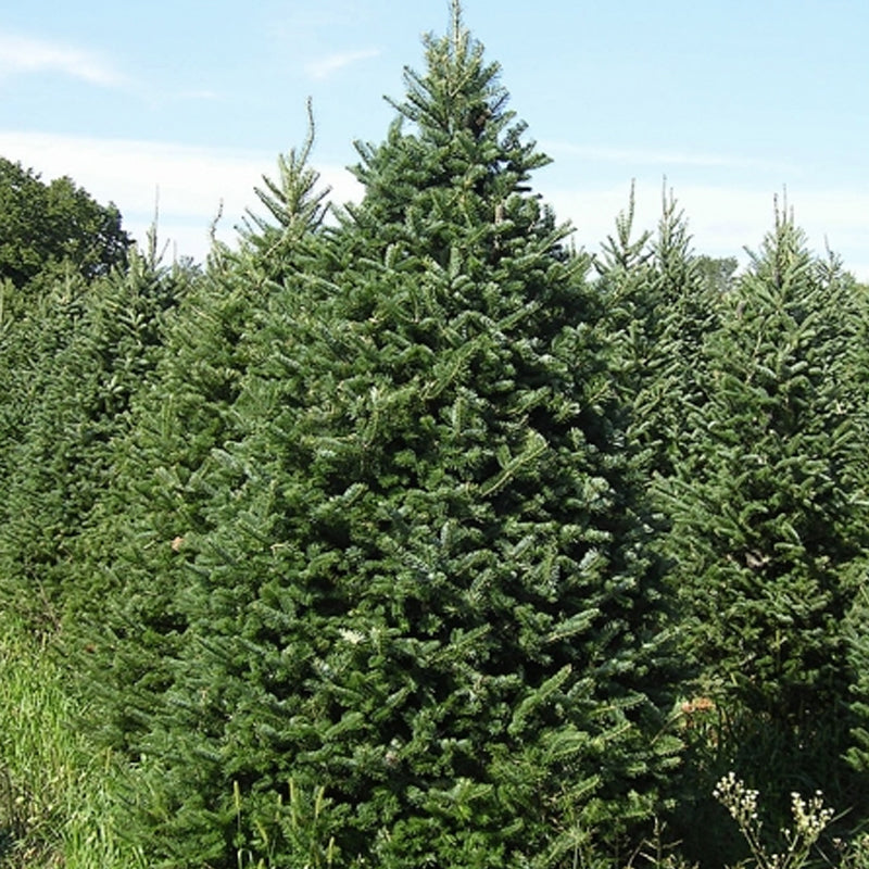 Abies balsamea (Lake State) (Balsam Fir, Canadian balsam, Eastern fir) Seedlings & Transplants Available for Spring Shipping