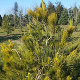 Pinus strobus (Wisconsin) (Eastern White Pine, White Pine, Weymouth Pine) Seedlings & Transplants Available for Spring Shipping