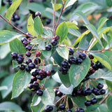 Aronia melanocarpa (Black Chokeberry) Seedlings & Transplants Available for Spring Shipping