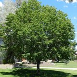 Prunus serotina (Black Cherry) Seedlings & Transplants Available for Spring Shipping