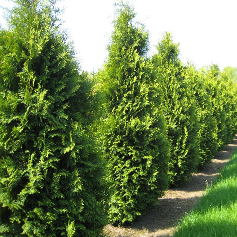 Thuja occidentalis (American Arborvitae, Eastern Arborvitae, White Cedar, Arborvitae) Seedlings & Transplants Available for Spring Shipping