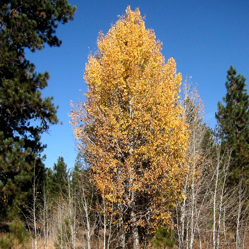 Populus tremuloides (Quaking Aspen) Seedlings & Transplants Available ...