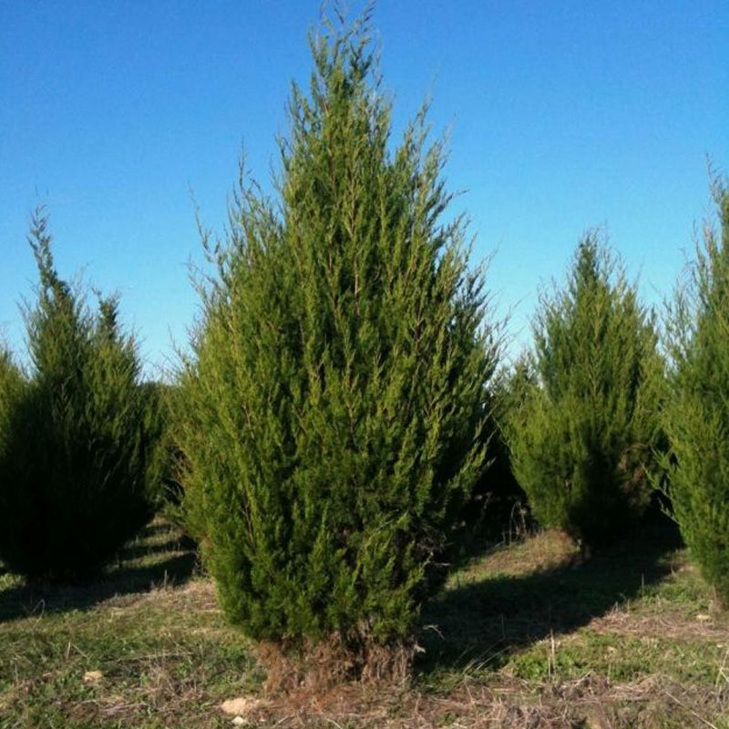 Juniperus virginiana (Eastern Red Cedar, Virginia Cedar) Seedlings & Transplants Available for Spring Shipping