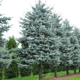 Picea pungens (Colorado Blue Spruce) Seedlings & Transplants Available for Spring Shipping