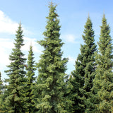 Picea mariana (Black Spruce) Seedlings & Transplants Available for Spring Shipping