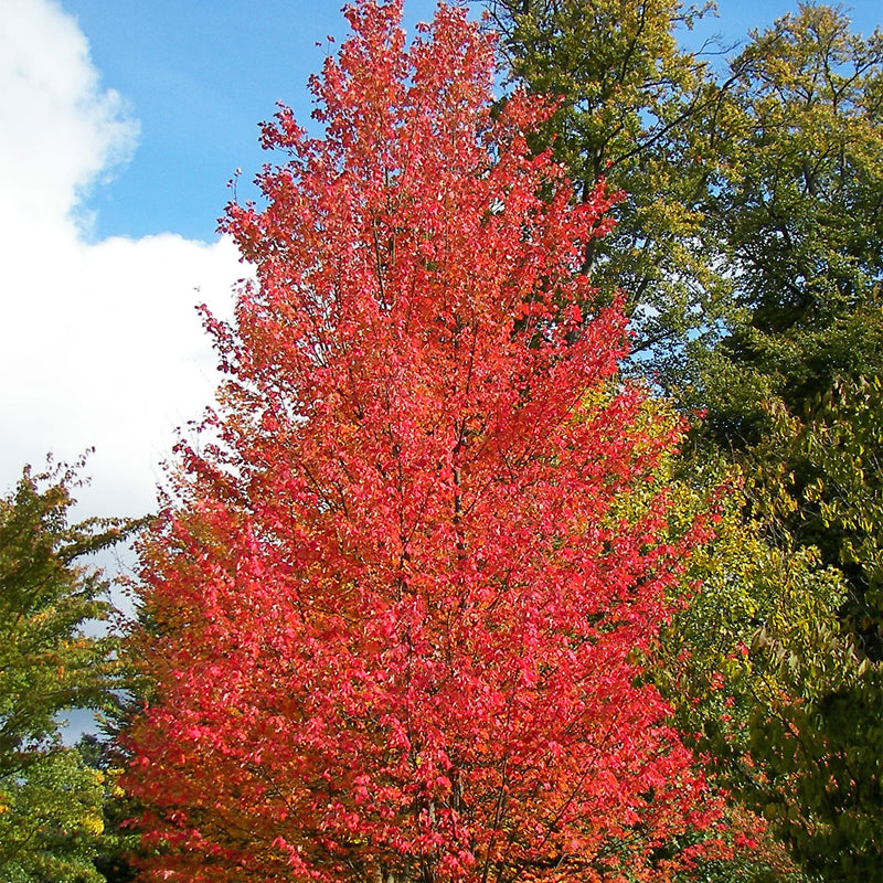 Acer rubrum Northern (Red Maple) Seedlings & Transplants Available for Spring Shipping