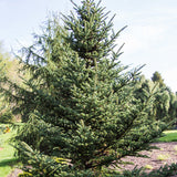 Abies fraseri (Fraser Fir) Seedlings & Transplants Available for Spring Shipping