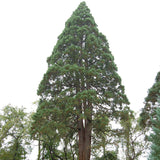 Sequoia sempervirens (Redwood, California Redwood, Coast Redwood) 52% Germ