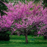 Cercis canadensis (Eastern Redbud, Northern Red Bud) Seedlings & Transplants Available for Spring Shipping