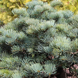 Abies concolor iowiana (Pacific White Fir, Iowa White Fir, Concolor Fir) Seedlings & Transplants Available for Spring Shipping