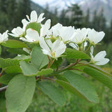 Amelanchier alnifolia (Saskatoon Serviceberry) Seedlings & Transplants Available for Spring Shipping