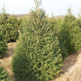 Picea abies Lake States (Lake States Norway Spruce, Norway Spruce) Seedlings & Transplants Available for Spring Shipping