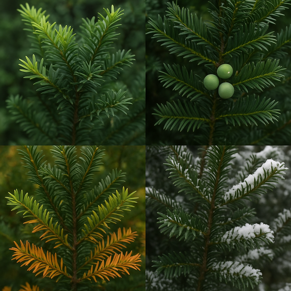 Torreya nucifera (Bija, Japanese Nutmeg Tree, Japanese Torreya, Kaya ...