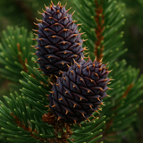 Pinus aristata (Bristlecone Pine, Colorado Bristlecone Pine, Foxtail Pine, Hickory Pine, Rocky Mountain Bristlecone Pine)