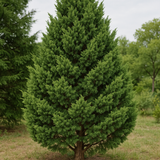 Juniperus chinensis (Chinese Juniper)