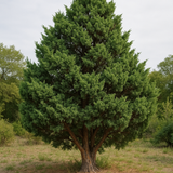 Juniperus chinensis (Chinese Juniper)