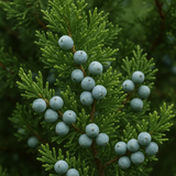 Juniperus chinensis (Chinese Juniper)