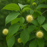 Camptotheca acuminata (Camptotheca, Cancer Tree, Happy Tree, Tree Of Life)