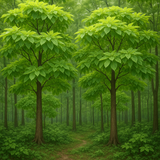 Camptotheca acuminata (Camptotheca, Cancer Tree, Happy Tree, Tree Of Life)