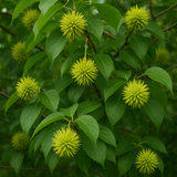 Camptotheca acuminata (Camptotheca, Cancer Tree, Happy Tree, Tree Of Life)