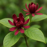 Calycanthus floridus (Carolina Allspice, Strawberry Shrub, Sweet Betsy, Sweet Shrub, Pineapple Shrub)