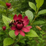 Calycanthus floridus (Carolina Allspice, Strawberry Shrub, Sweet Betsy, Sweet Shrub, Pineapple Shrub)